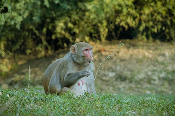 Projection Étonnante: La Population Mondiale en 2100 Dévoilée